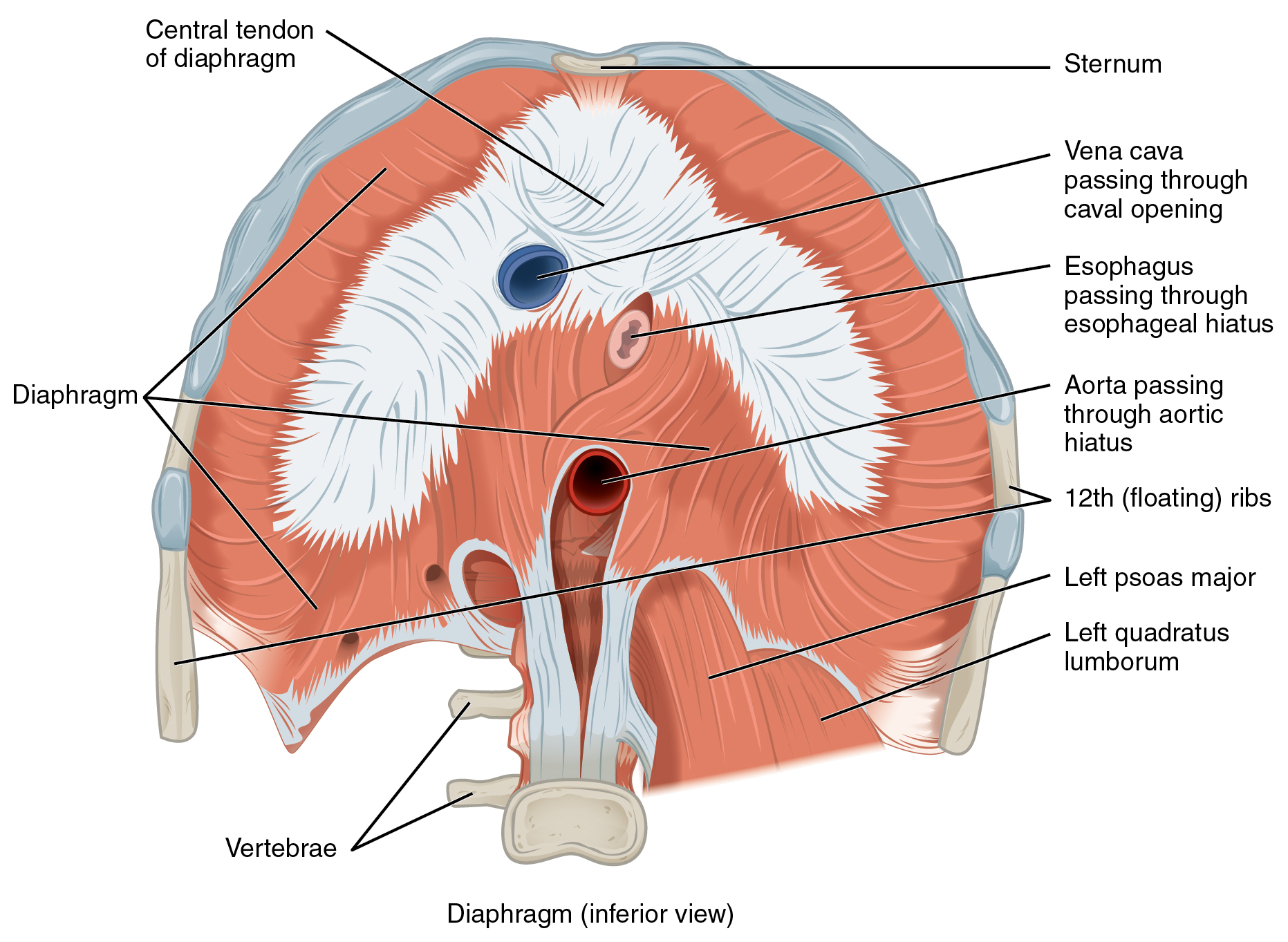 Anatomical diagram of the diaphragm, the primary muscle used in breathing