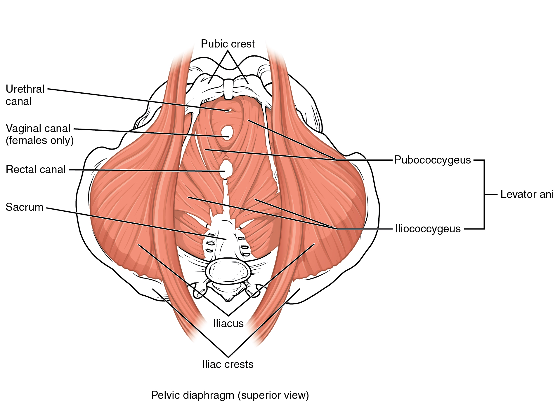 Anatomical diagram of the pelvic floor muscles